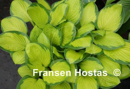 Hosta Fan Dance